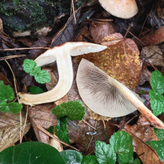 Hypholoma lateritium - Опёнок кирпично-красный