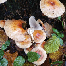 Hypholoma lateritium - Опёнок кирпично-красный