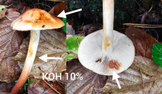 Hypholoma lateritium - Опёнок кирпично-красный