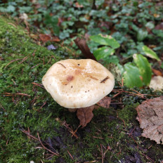 Гриб из Мытищи