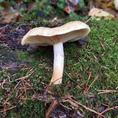 Гриб из Мытищи