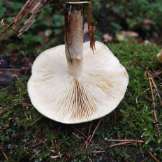 Гриб из Мытищи