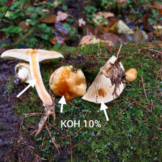 Гриб из Мытищи