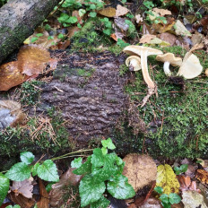 Гриб из Мытищи