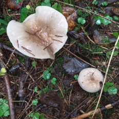 Гриб из Мытищи