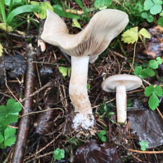 Гриб из Мытищи