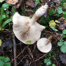 Гриб из Мытищи