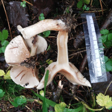 Гриб из Мытищи