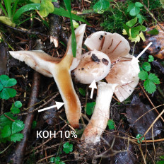 Гриб из Мытищи