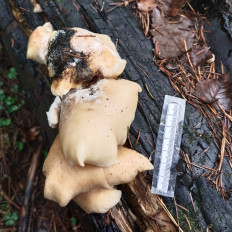 Гриб из Мытищи