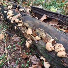 Гриб из Мытищи