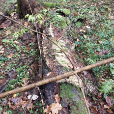 Гриб из Мытищи