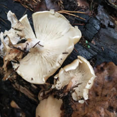 Гриб из Мытищи