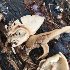 Гриб из Мытищи