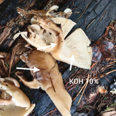 Гриб из Мытищи