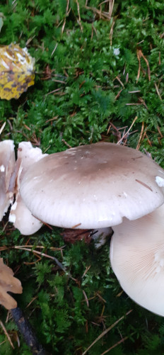 Гриб из Miesbach