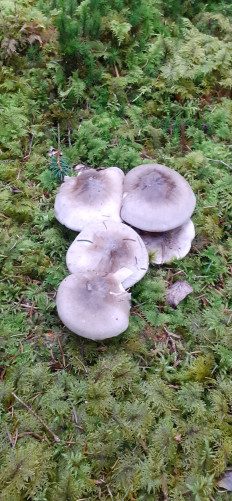 Гриб из Miesbach