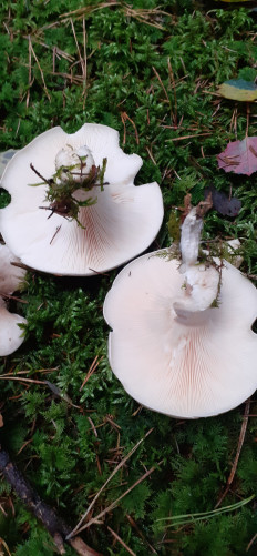 Гриб из Miesbach