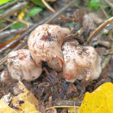 Гриб из Молдова