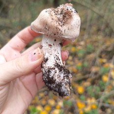 Гриб из Молдова