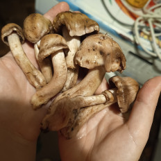 Гриб из Молдова