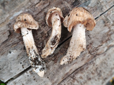 Гриб из Молдова