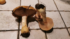 Гриб из Италия