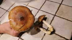 Гриб из Италия