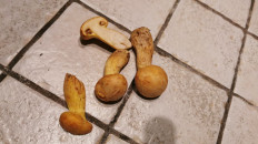 Гриб из Италия