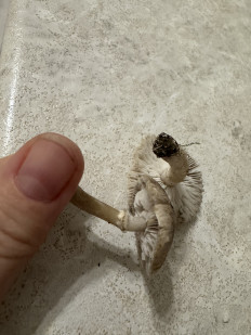 Гриб из Орел