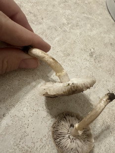 Гриб из Орел