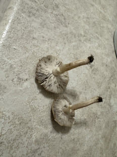 Гриб из Орел