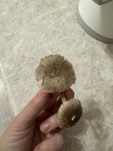 Гриб из Орел