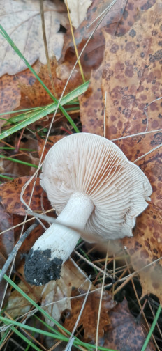 Гриб из Курская область