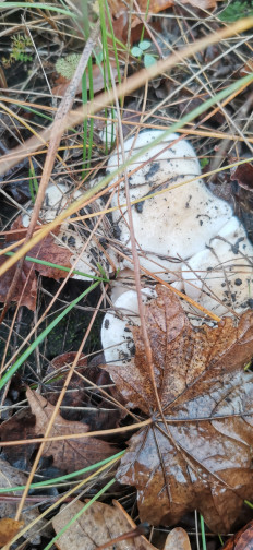 Гриб из Курская область