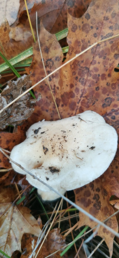 Гриб из Курская область