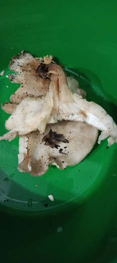 Гриб из Самара