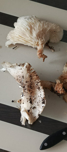 Гриб из Самара