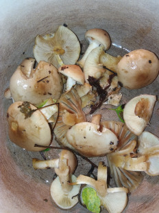 Гриб из Барановичи