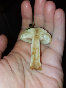 Гриб из Барановичи