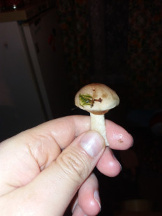 Гриб из Барановичи