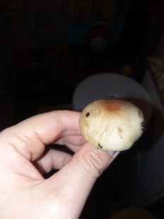 Гриб из Барановичи