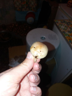 Гриб из Барановичи