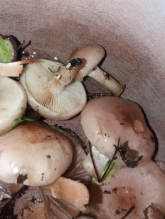 Гриб из Барановичи