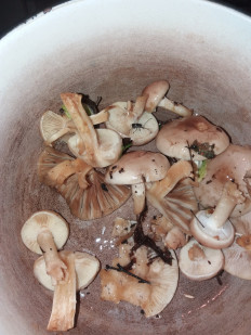 Гриб из Барановичи