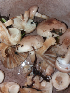 Гриб из Барановичи