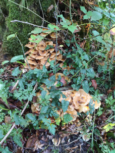 Гриб из Сочи