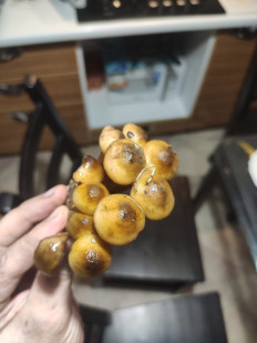 Гриб из Сочи