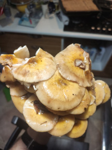 Гриб из Сочи