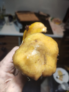 Гриб из Сочи